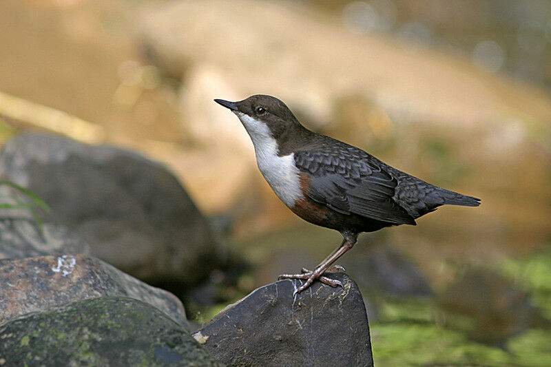 White-throated Dipper