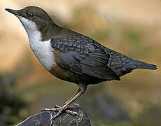 White-throated Dipper