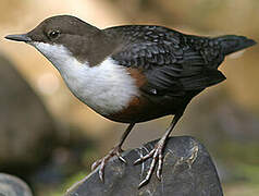 White-throated Dipper