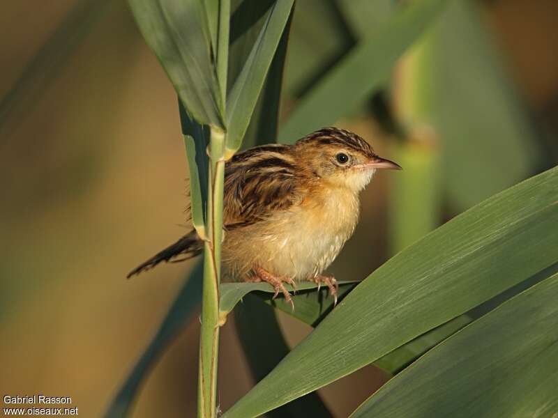 Zitting Cisticolaadult, Behaviour