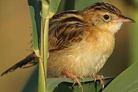 Zitting Cisticola