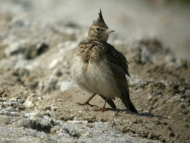 Crested Lark