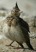 Crested Lark