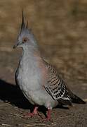 Crested Pigeon