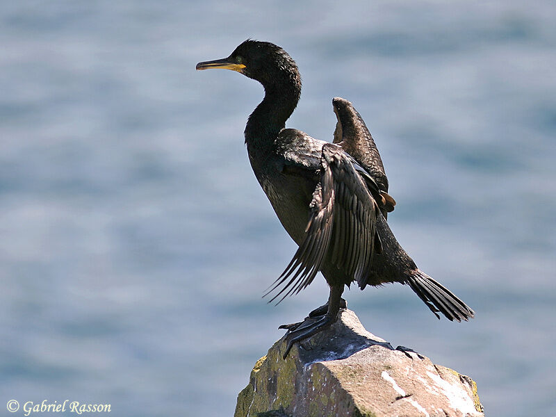 European Shag