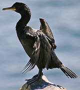 European Shag