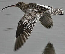 Eurasian Curlew