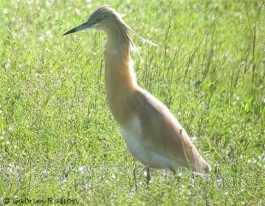 Squacco Heron