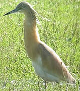 Squacco Heron