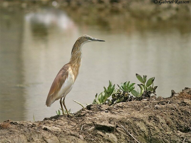 Squacco Heron