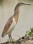 Squacco Heron