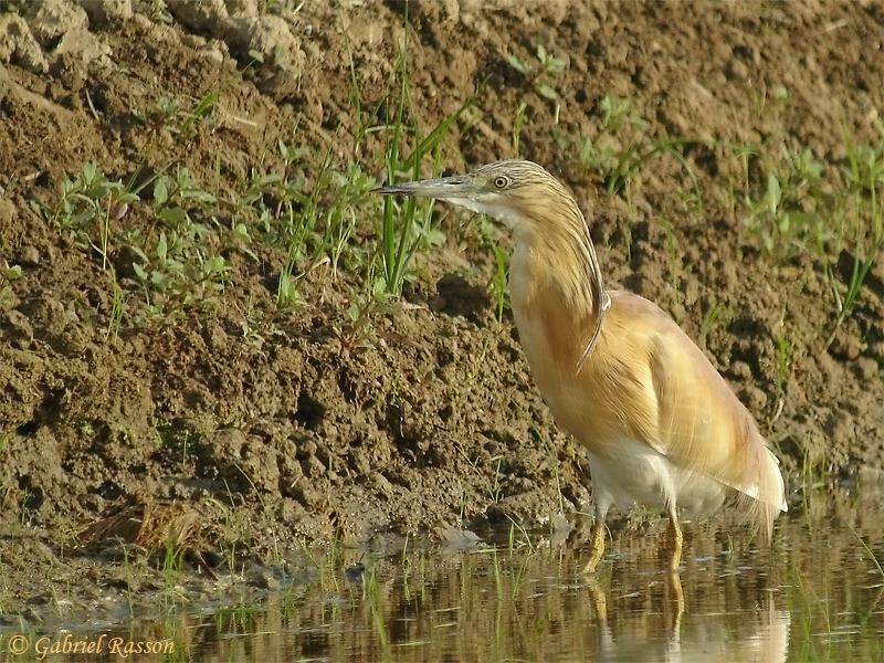 Crabier chevelu