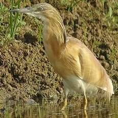 Crabier chevelu