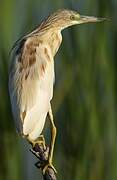 Squacco Heron