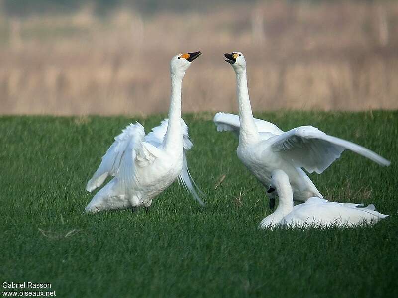 Tundra Swan, pigmentation, Behaviour