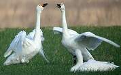 Cygne de Bewick