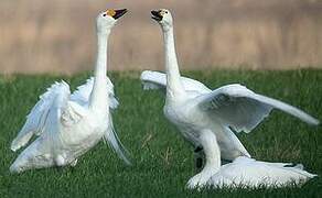 Cygne de Bewick