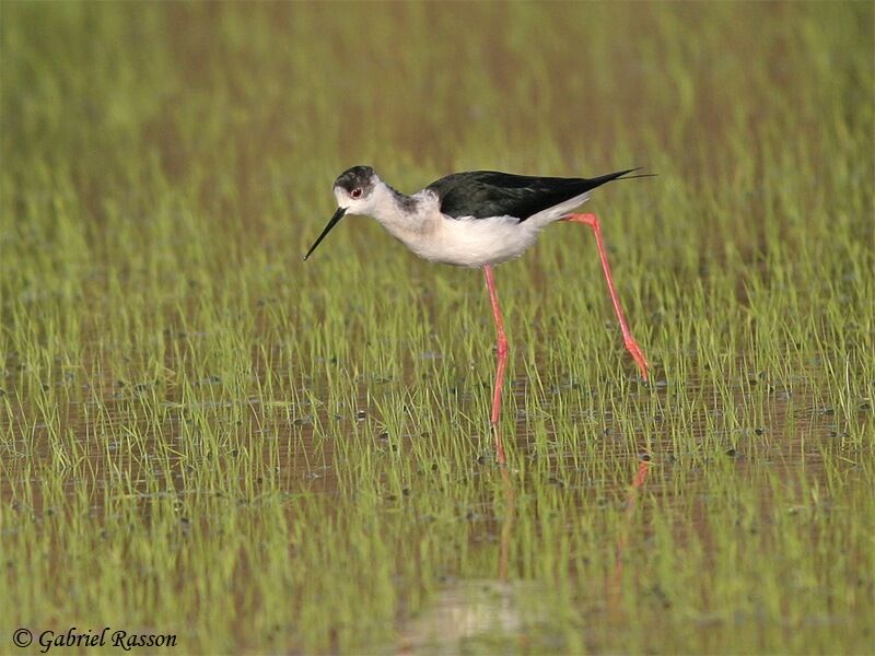 Black-winged Stilt