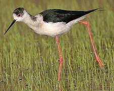 Black-winged Stilt