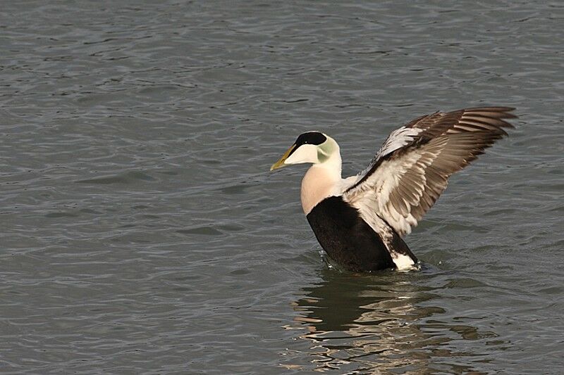Common Eider
