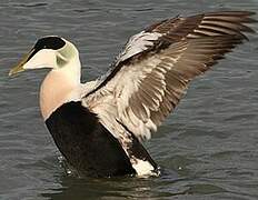 Common Eider