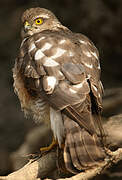 Eurasian Sparrowhawk