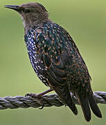 Common Starling