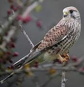 Common Kestrel