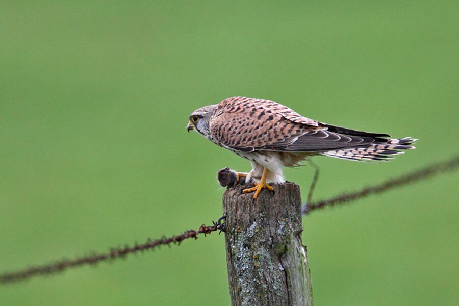 Common Kestrel