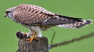 Common Kestrel