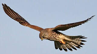 Common Kestrel