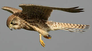 Common Kestrel