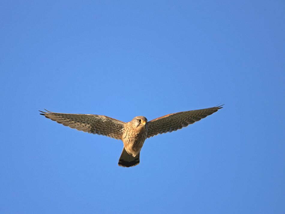 Common Kestrel