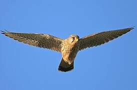 Common Kestrel