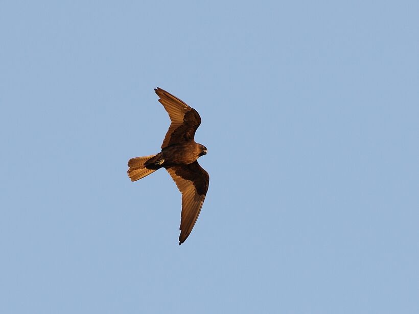 Eleonora's Falcon, identification