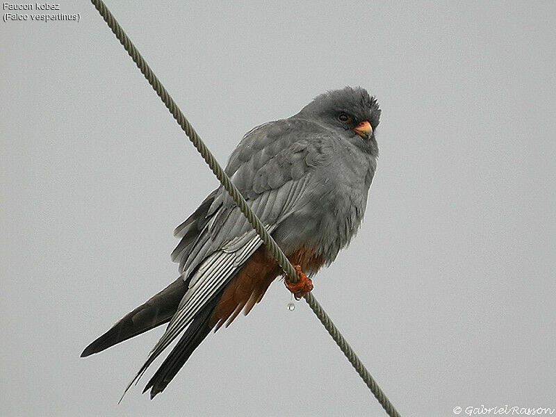 Red-footed Falcon