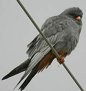 Red-footed Falcon