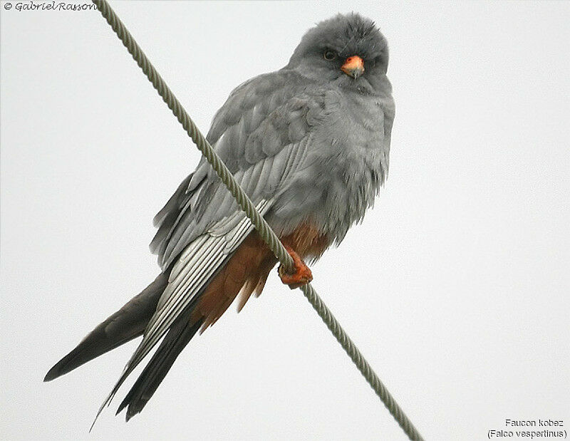 Red-footed Falcon