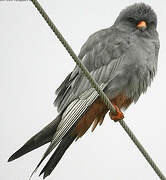 Red-footed Falcon