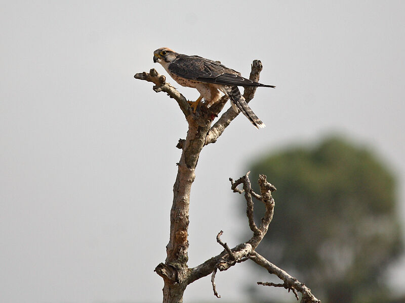 Lanner Falcon