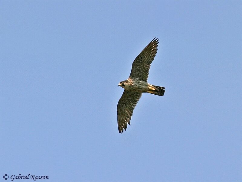 Peregrine Falcon