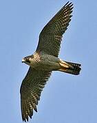 Peregrine Falcon