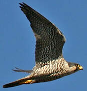 Peregrine Falcon