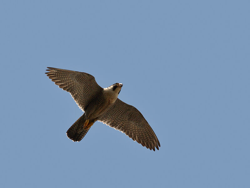 Peregrine Falcon