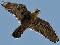 Peregrine Falcon