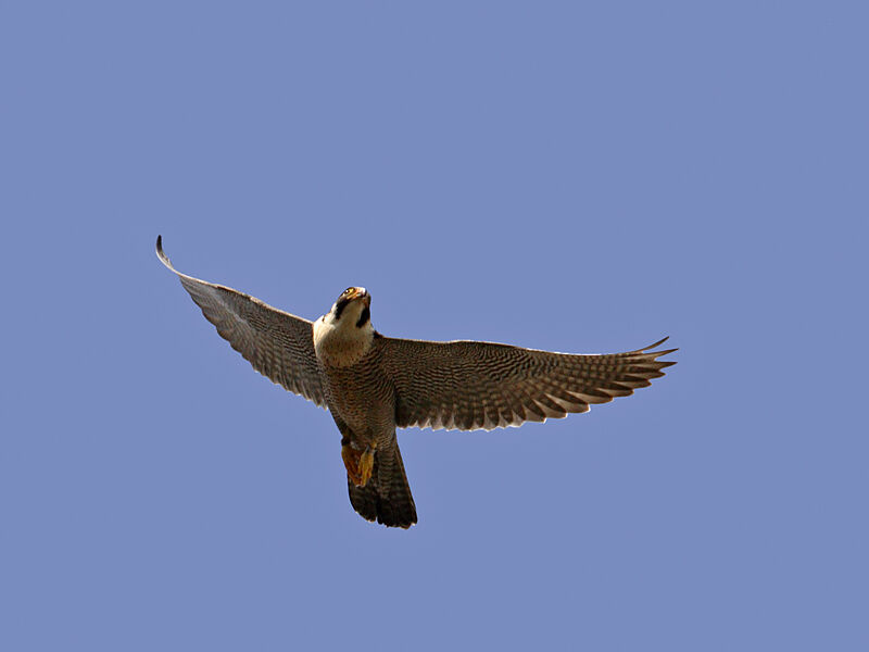 Peregrine Falcon