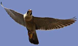 Peregrine Falcon