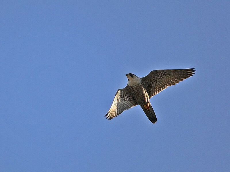 Peregrine Falcon