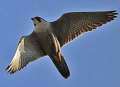 Peregrine Falcon