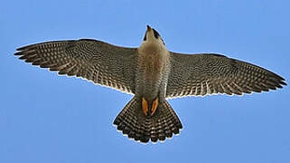 Peregrine Falcon